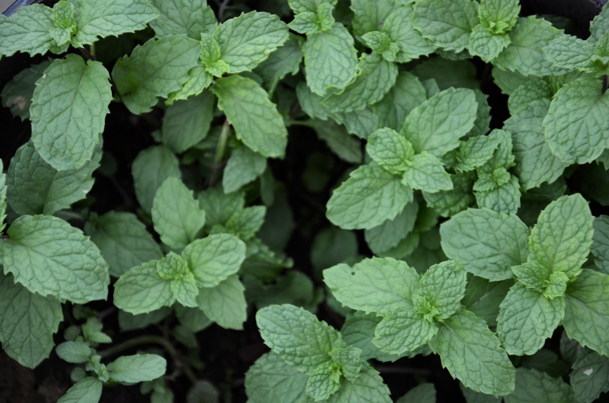 Rutina diaria con plantas medicinales para la digestión