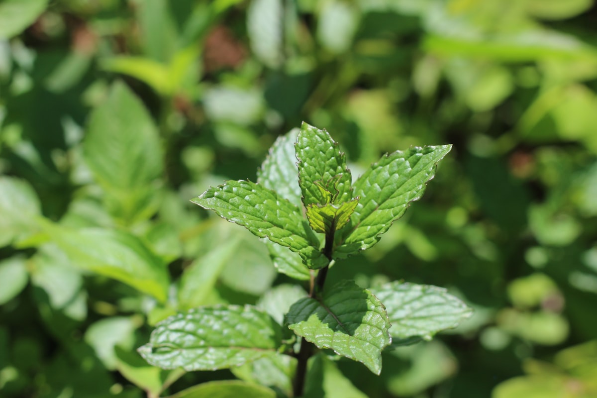 Té verde con propiedades digestivas